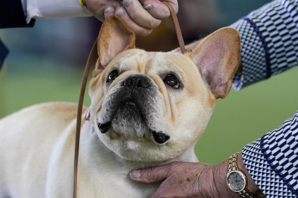 Winston, a French Bulldog, is inspected for breed standards before winning the Best in Breed title during the 147th Westminster Kennel Club Dog show, Monday, May 8, 2023, at the USTA Billie Jean King National Tennis Center in New York. (AP Photo/John Minchillo)