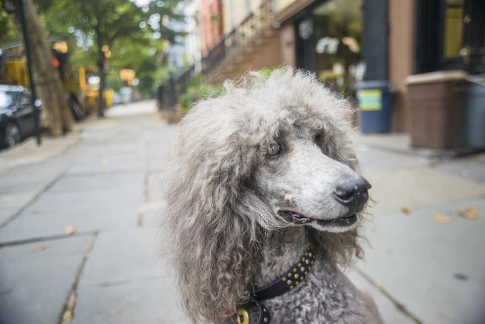 <p>Somewhere in the middle of their curly coat of fur, you might spy a cute long nose. Poodles are well-known for their distinctive coats, but this breed also tends to have a <a href="http://www.vetstreet.com/dogs/poodle" rel="nofollow noopener" target="_blank" data-ylk="slk:goofy, fun-loving personality and tons of energy" class="link ">goofy, fun-loving personality and tons of energy</a>, according to <em>VetStreet</em>. And if you've already got pets at home, don't worry: Poodles get along great with other dogs, cats, kids, and well, pretty much everyone. </p>