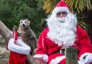 <p>Im Zoo der britischen Stadt Bristol gab es bereits die ersten Weihnachtsgeschenke. Die Lemuren durften sich ein paar Leckereien aus dem Strumpf des Weihnachtsmanns stibitzen. (Bild: ddp Images) </p>