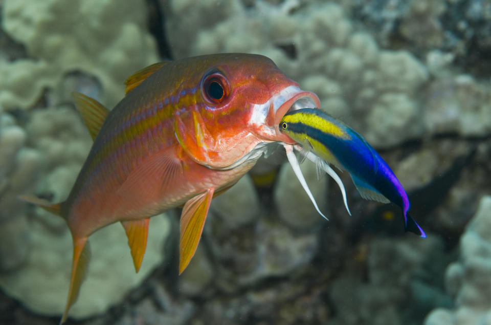 Hawaiian cleaner wrasse cleans yellowfin goatfish