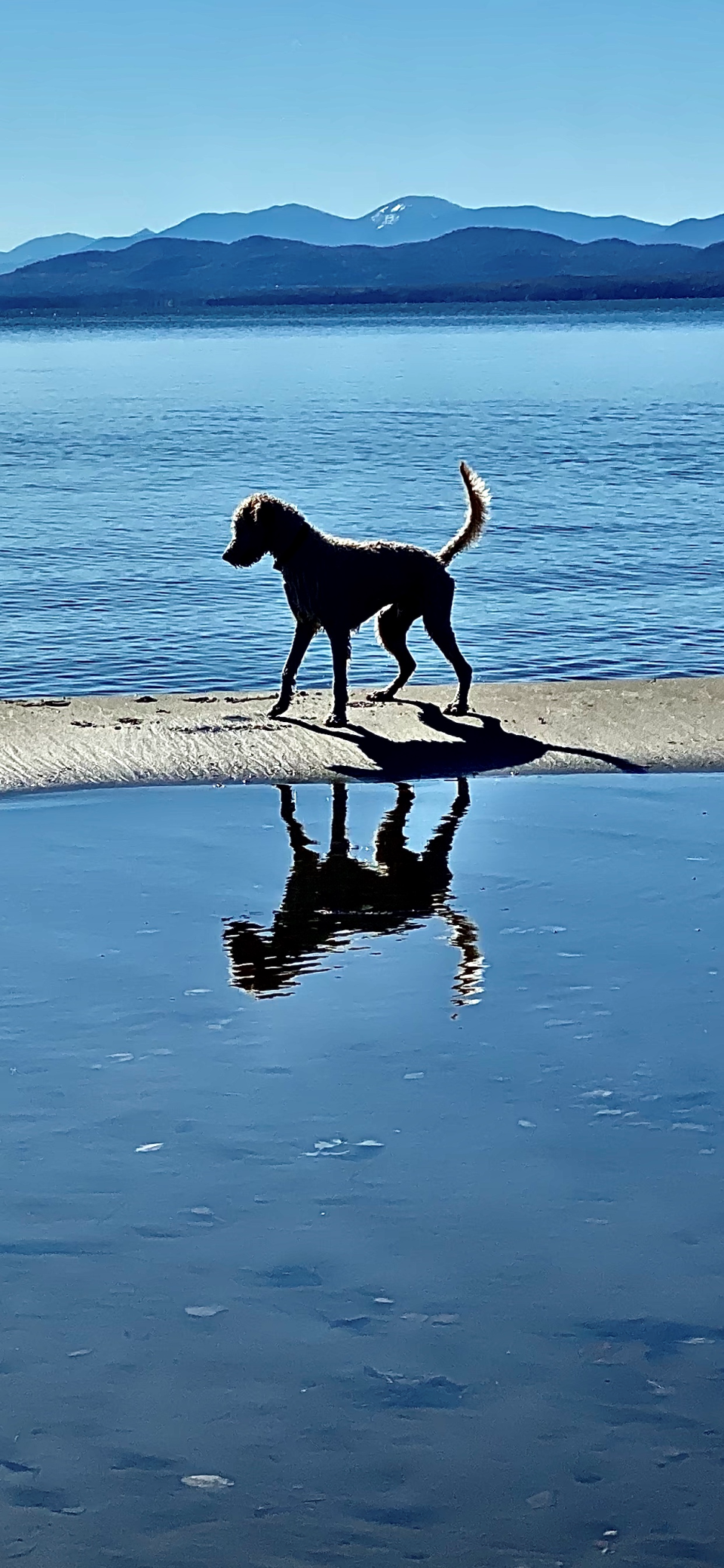 A dog pauses on a sand bank on Leddy Beach in Burlington in October 2020. Two efforts to designate a state dog in Vermont have gone nowhere.