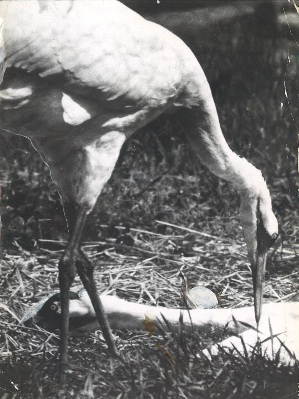 Whooping crane parents Josephine (standing) and Crip guard one of their eggs in March 1958 at the Audubon Park Zoo. The pair successfully raised two chicks in 1957.