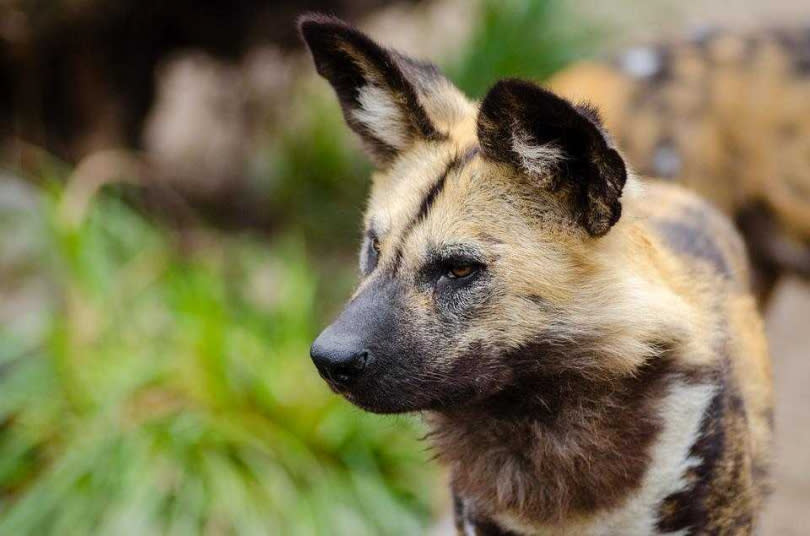 非洲野犬。（圖／Pixabay）
