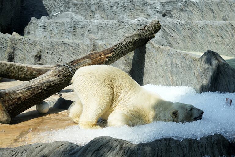 Un oso polar se enfría en el hielo que fue llevado a su recinto en un día caluroso y soleado en el zoológico de Praga, República Checa, el miércoles 10 de julio de 2024.