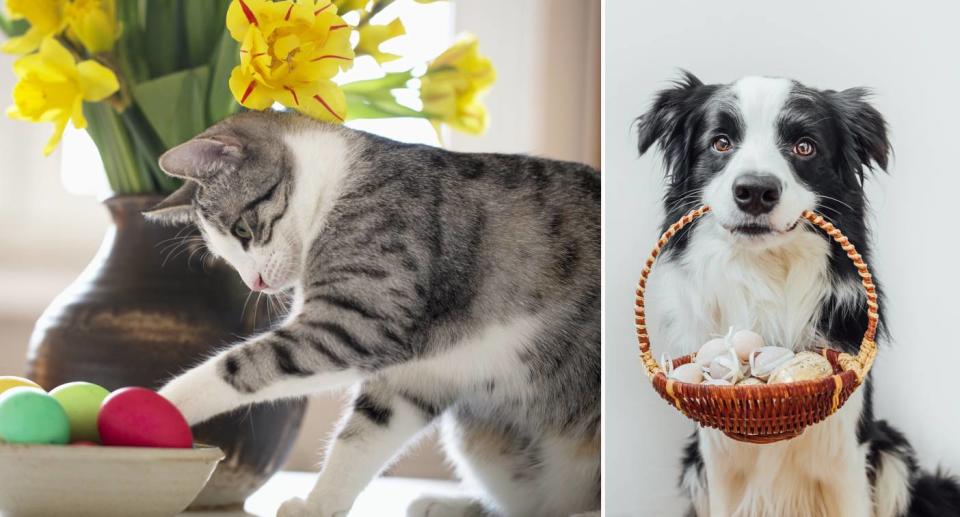 Dog and cat both posing with Easter eggs