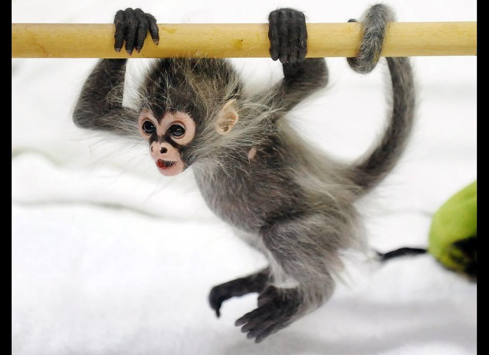 A baby Spider Monkey named Estela plays with her grandmother Sonya at Melbourne Zoo on May 6, 2011.  Estela was abandoned at birth by her mother Sunshine, and it has taken 24/7 care from Primate Department Keepers to pull the tiny newborn through since her birth on January 17, 2011.  The baby spider monkey which is native to Central America, is currently receiving six feeds of formula a day and is now slowly being introduced to solid foods.