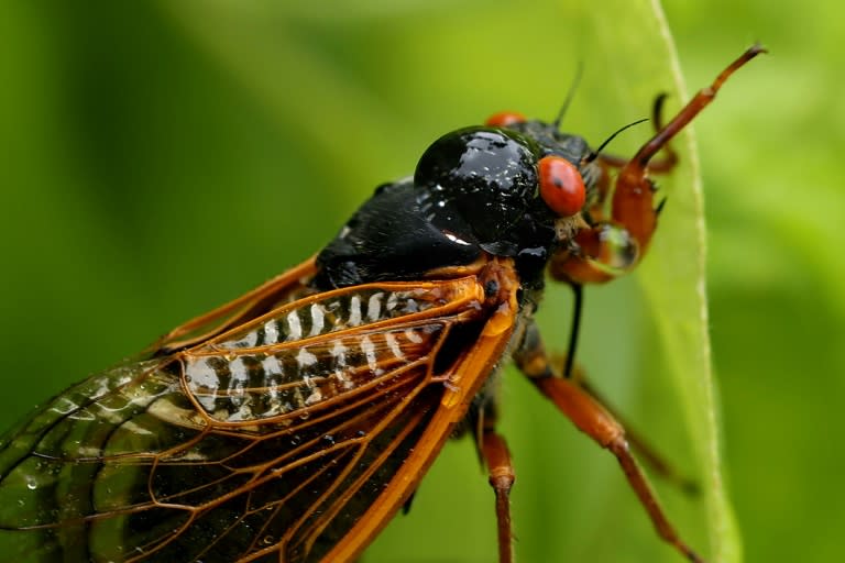 A drop of water lands on the back of a periodical cicada, a member of Brood X, on June 03, 2021 in Columbia, Maryland (CHIP SOMODEVILLA)