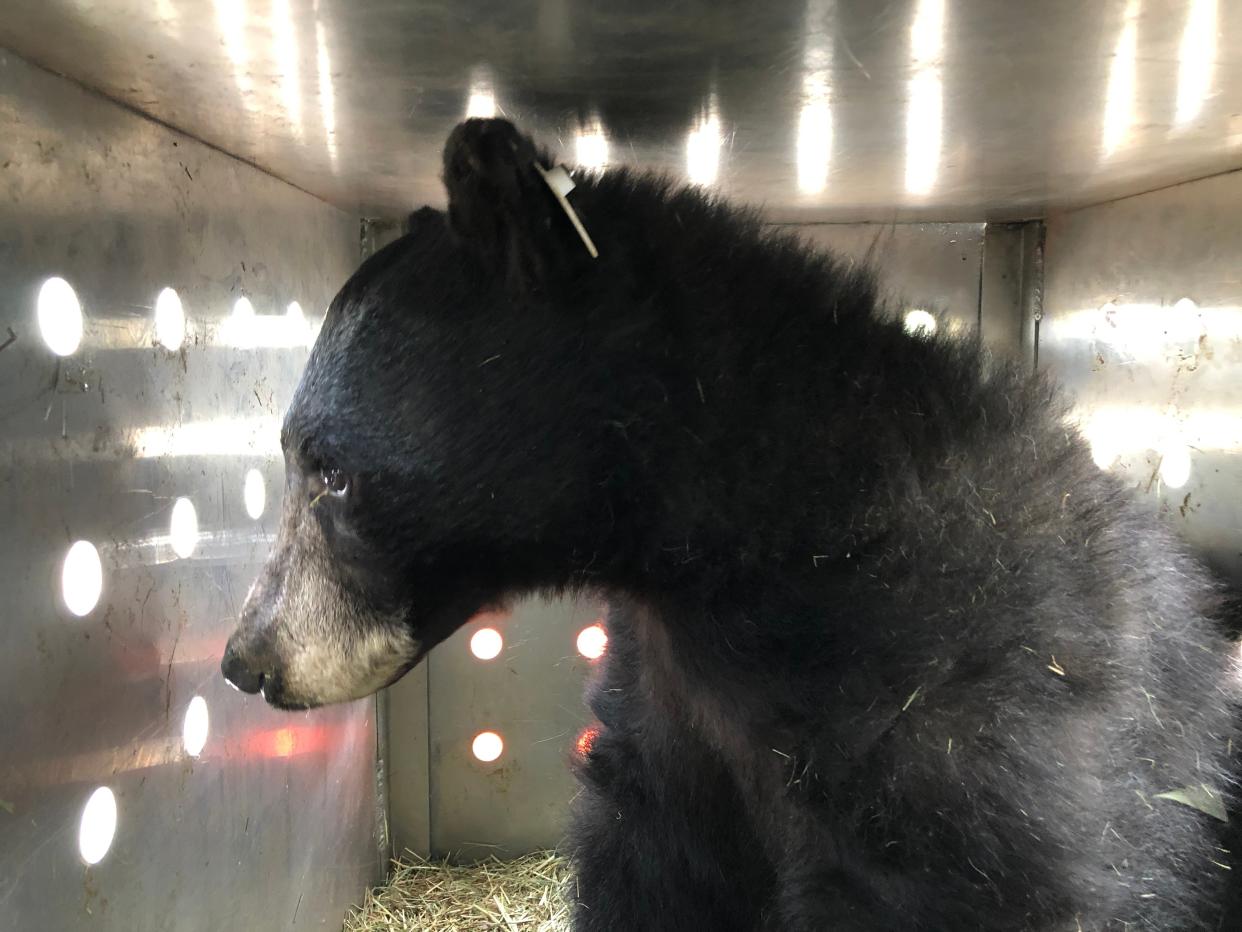 <p>A black bear is released back into the wild after five months of rehabilitation following a forest fire</p> (Colorado Parks & Wildlife )