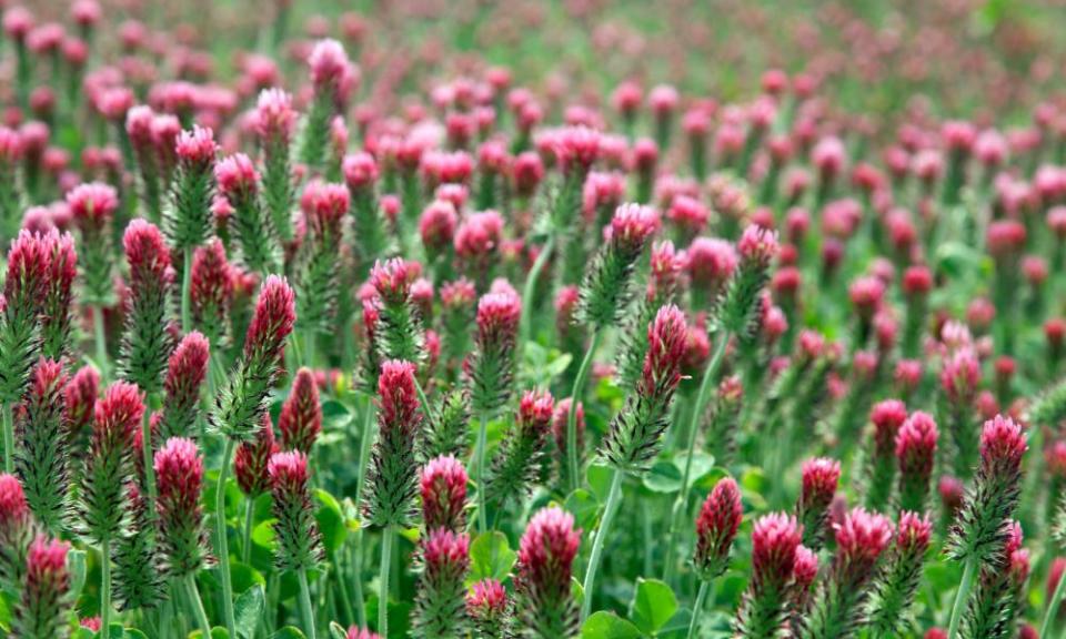 Crimson clover (Trifolium incarnatum)