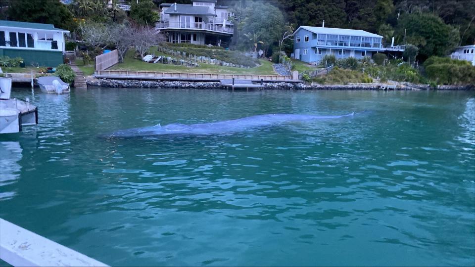 Гигантский кит в водах острова Кавау после освобождения.