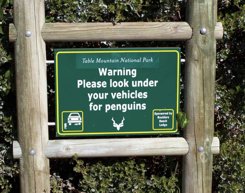 "Table Mountain National Park / Warning: Please look under your vehicles for penguins"