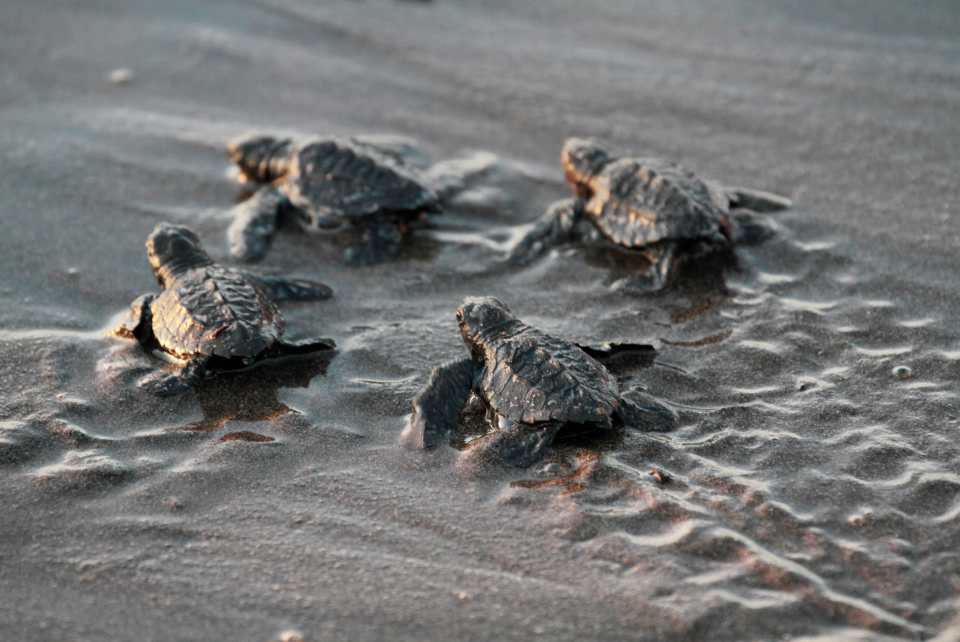 Baby sea turtles