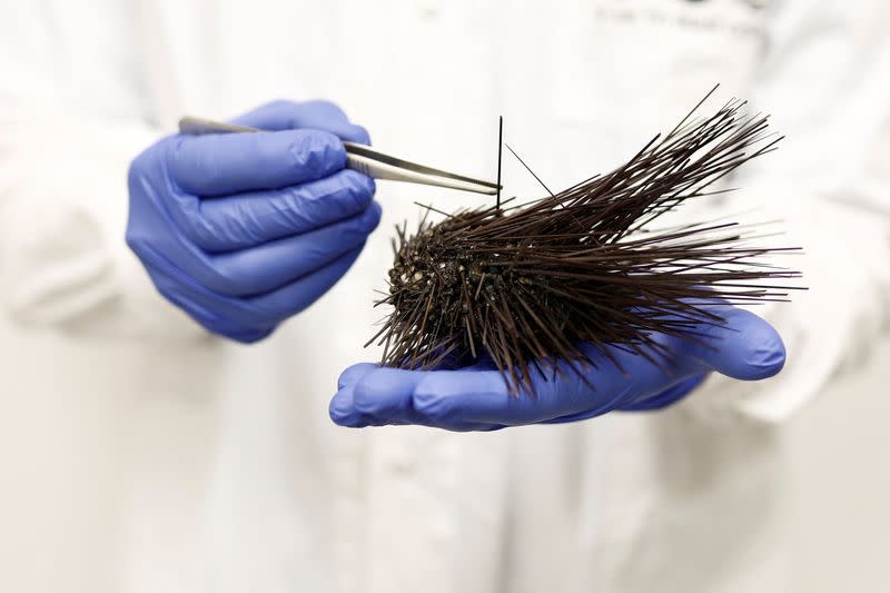 Dr. Omri Bronstein of Tel Aviv University's Steinhardt Museum of Natural History and School of Zoology holds a dead black sea urchin at a laboratory in Tel Aviv