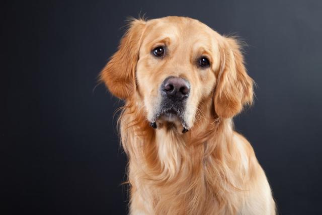 Golden Retriever Puppy's Instant Bond With Newborn Baby Is So Beautiful -  PetHelpful News