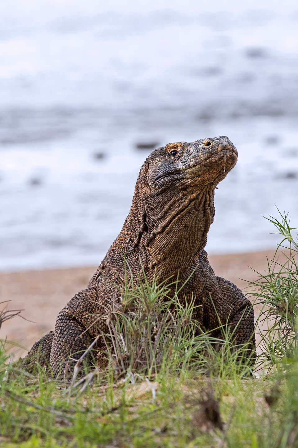 15. Komodo dragons eat like champs.