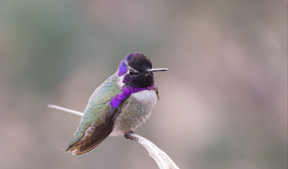 The Costa’s hummingbird is typically found in desert climates in the American Southwest and parts of Mexico. Male hummingbirds have bright purple feathers on their heads and throats.