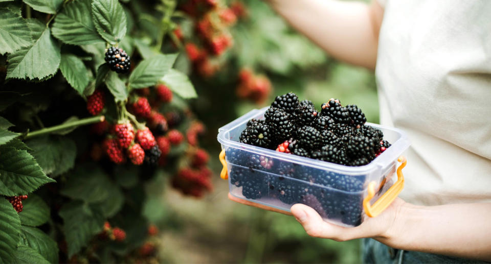 Someone picking blackberries on fruit farm. 