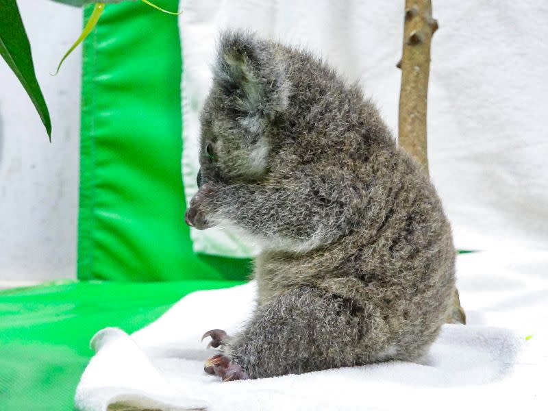 &#x0025b2;&#x005403;&#x0098fd;&#x004e86;&#x008981;&#x0064e6;&#x0064e6;&#x005634;&#x003002;&#x00ff08;&#x005716;&#x00ff0f;&#x0081fa;&#x005317;&#x005e02;&#x007acb;&#x0052d5;&#x007269;&#x005712;&#x006388;&#x006b0a;&#x0063d0;&#x004f9b;&#x00ff09;&#xa0;