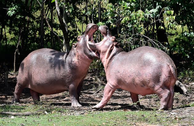 The hippos are reportedly threatening local biodiversity and crowding out other animals.