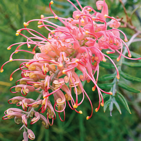 Long, slender, curved flowers