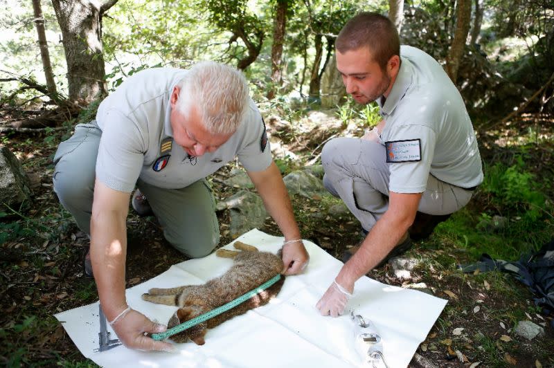 Wildlife rangers in Corsica researching "cat-foxes" -- a new, as yet unclassified species. 