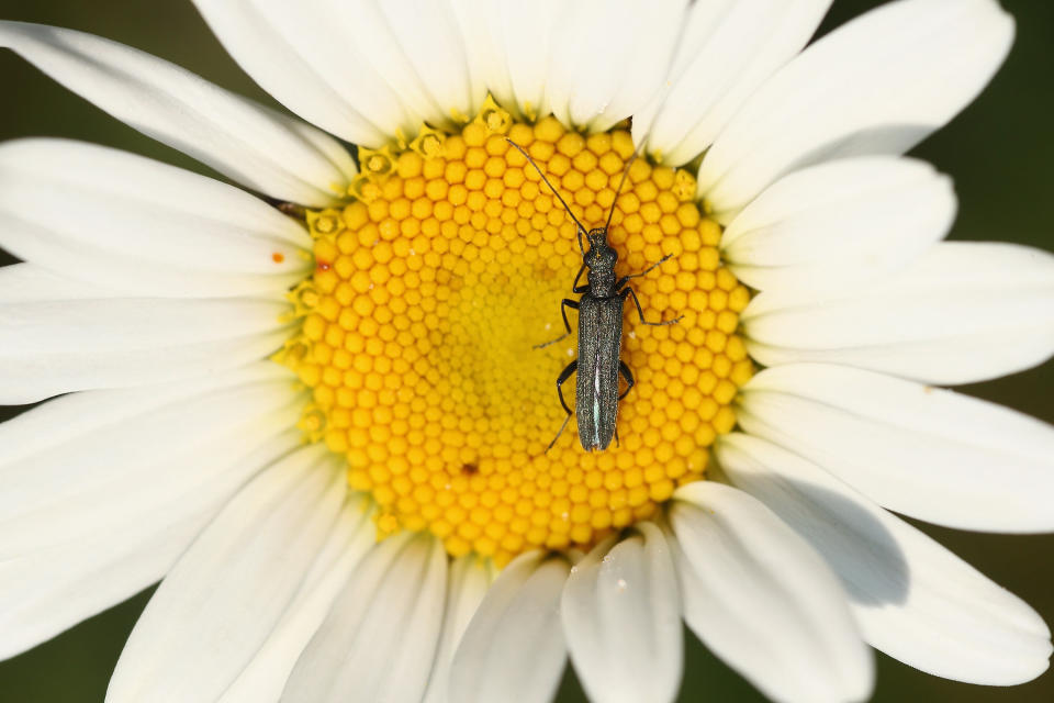 A beetle sits on a wild daisy at 'Thurrock Thameside Nature Park' on June 6, 2013 in Thurrock, England. The 120 acres of grass, bramble and shrub that make up 'Thurrock Thameside Nature Park' sits on top of what was Europe's largest landfill site overlooking the Essex coastline in the Thames Estuary. Over the last 50 years six of London's borough's had been dumping their rubbish on the site, (originally a huge gravel pit), which in places is over 30 metres thick. The £2.5Million GBP restoration project run by Essex Wildlife Trust and the landfill company Cory Environmental worked to compact the rubbish before adding a thick layer of clay, known as a pie-crust,  over the waste, before covering it in soil. The area which when finished will encompass 845 acres is run by the Essex Wildlife Trust and is home to an array of wildlife including, Shrill Carder Bee, Great Crested Newt, Brown Hare, Avocet, Short-eared Owl, Barn Owl and Kingfisher.  (Photo by Dan Kitwood/Getty Images)