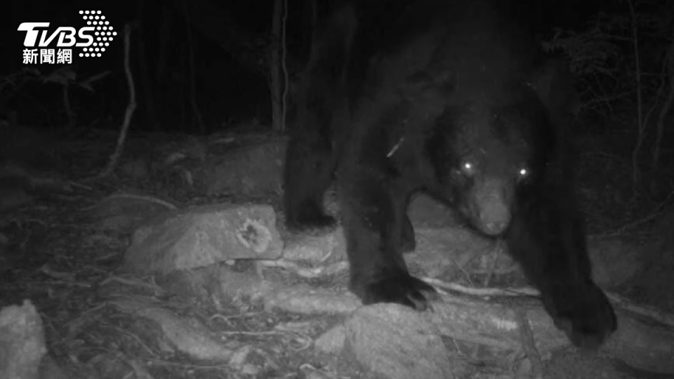 紅外線自動相機拍到台灣黑熊。(照片台中林業署提供)
