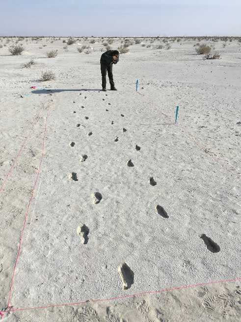 研究人員發現史前人類足跡。（圖／翻攝自White Sands National Park臉書）
