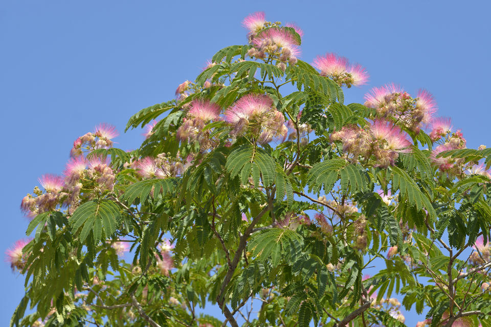 L’ARBRE À SOIE