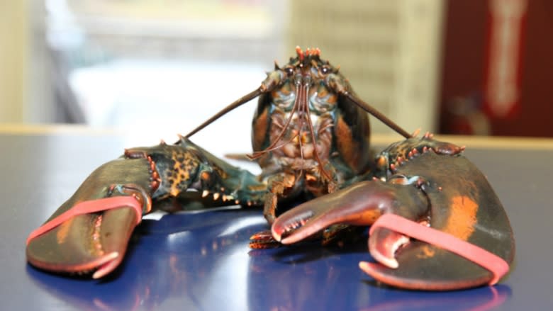 3-clawed lobster caught off Herring Cove