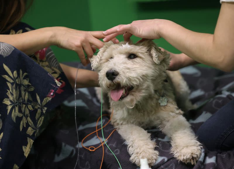 Franciska Furik puts electroencephalography (EEG) electrodes on Cuki during a test at the Eotvos Lorand University in Budapest