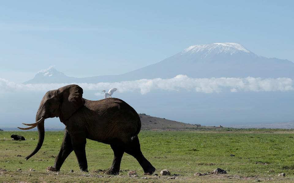 Elephant ride in front of Mount Kilimanjaro