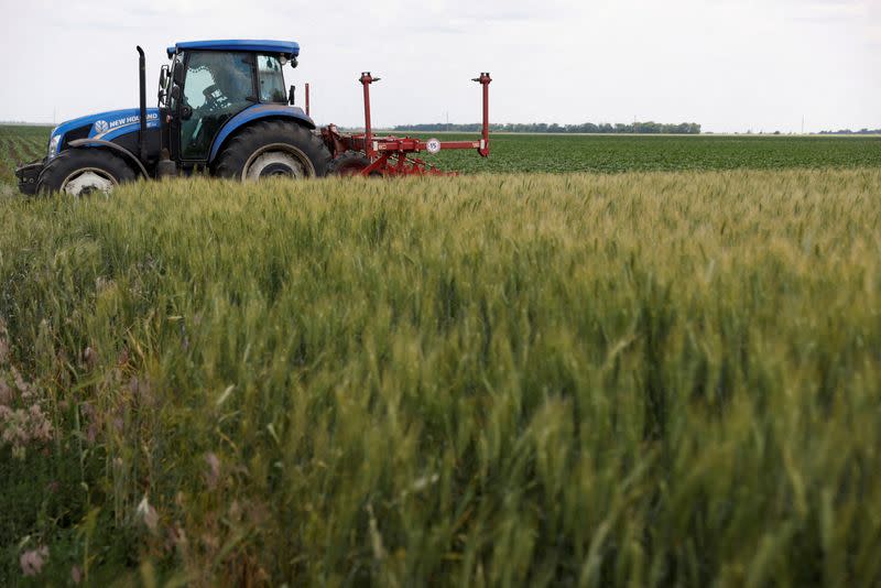 FILE PHOTO: A field of winter wheat is pictured outside Bashtanka