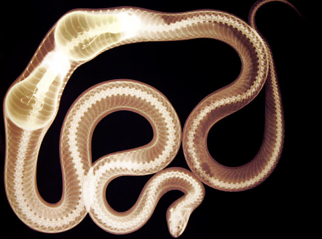 An X-ray of an four foot long pine snake who swallowed a couple of light bulbs is on display during the grand opening of Ripley's Believe It Or Not Odditorium Thursday, June 21, 2007 in New York's Times Square. (AP Photo/ Ripley's Believe It Or Not)