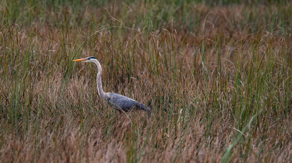 A great blue heron is visible during a media tour Friday, March 8, 2024, conducted by the Everglades Foundation along a section of the Everglades just north of Tamiami Trail near the intersection with Shark Valley Loop Rd. During the tour foundation team members discussed current restoration efforts and water quality improvements.