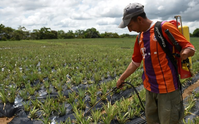 About 250 former FARC rebels are trying to start second lives in agriculture, fish farming, shoe repair and other pursuits in Colombia's La Montanita village