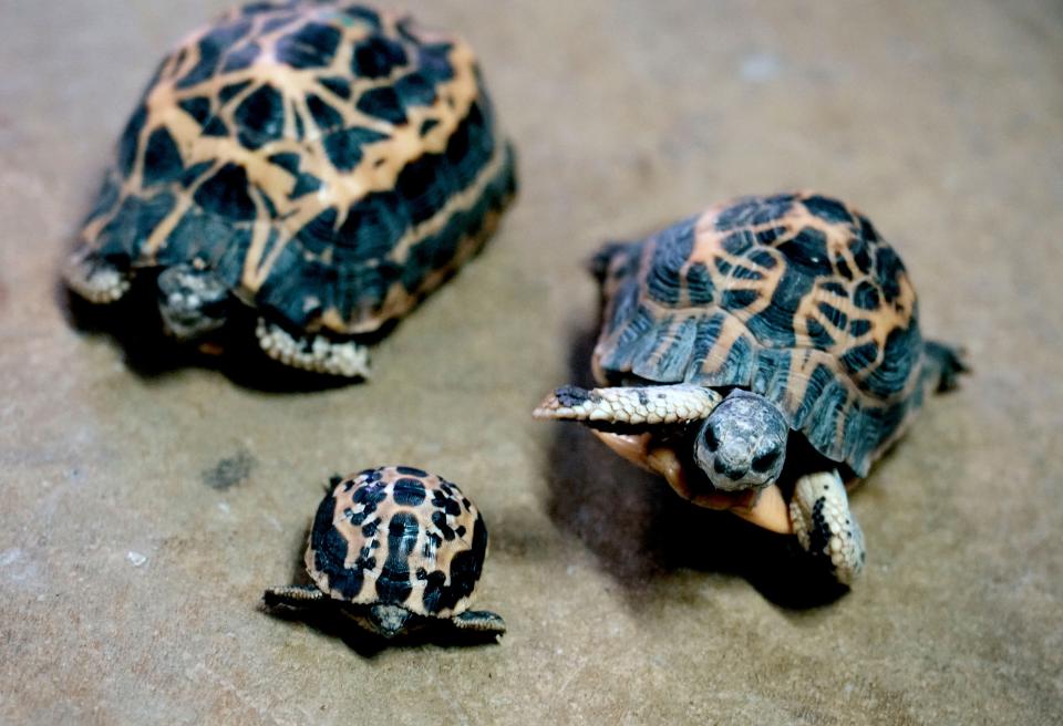 A newly hatched northern spider tortoise (center) with its 12 year-old mother (left) and 21 year-old father on June 21, 2023 at the Milwaukee County Zoo. The egg was first laid on Aug. 30, 2022 and was incubating for more than 200 days. This is a first-time hatching for this species for the zoo that are critically endangered in the wild.