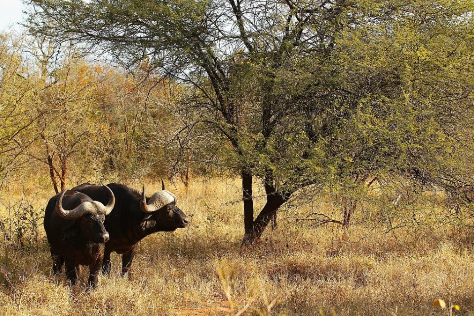 Cape Buffalo graze in Edeni Game Reserve, a 21,000 acre wilderness area near Kruger National Park in South Africa.