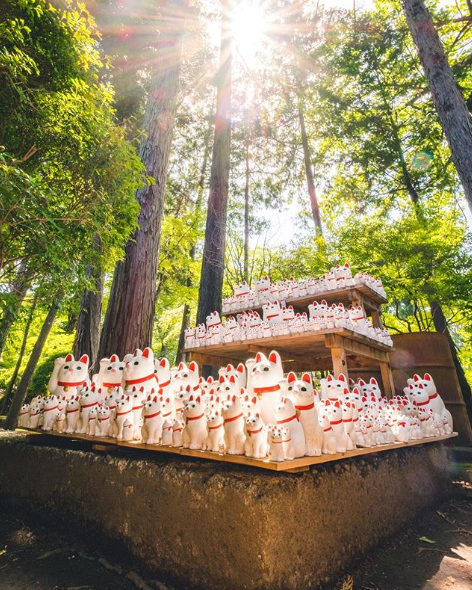 <p>Al recibir más y más visitantes, este templo ha dado muestras de que estos gatitos blancos sí cumplen su función de talismán en el templo de Gotokuji. Foto: <a rel="nofollow noopener" href="https://www.instagram.com/p/BkaB__5glPC/?tagged=gotokujitemple" target="_blank" data-ylk="slk:Instagram.com/chopsticksontheloose;elm:context_link;itc:0;sec:content-canvas" class="link ">Instagram.com/chopsticksontheloose</a><br></p>