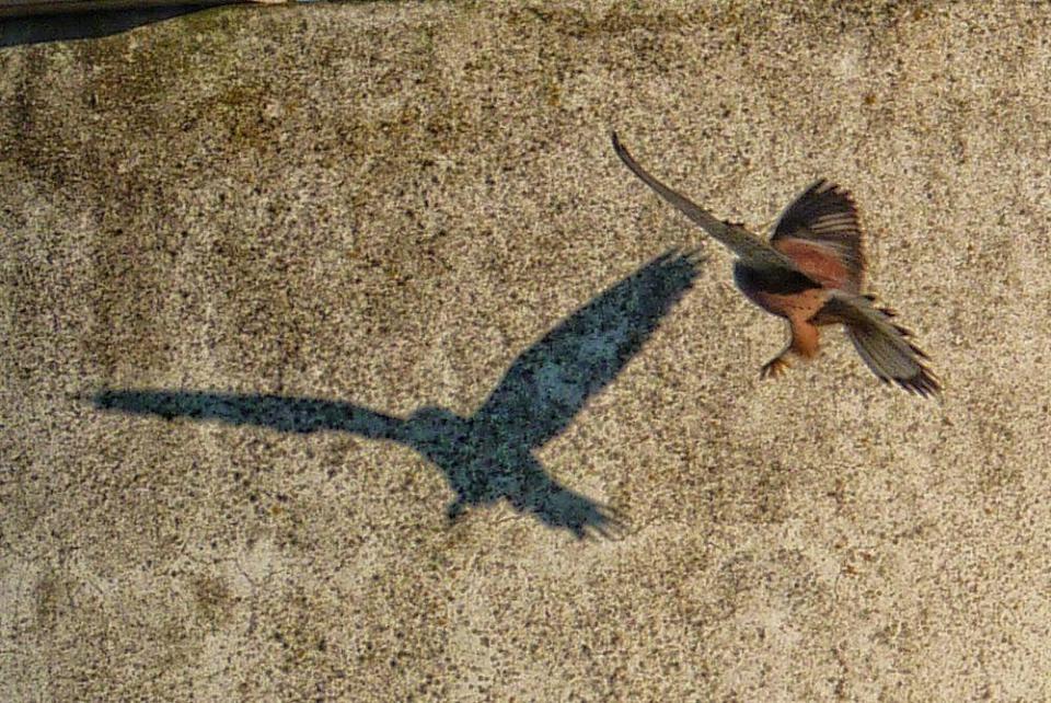 A kestrel in flight makes a shadow on the wall