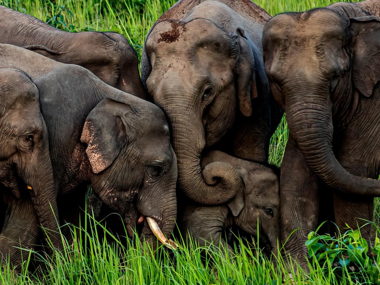 Elephants in a meadow