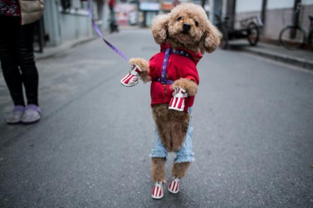 Stylish dogs rule the catwalks of Shanghai's streets