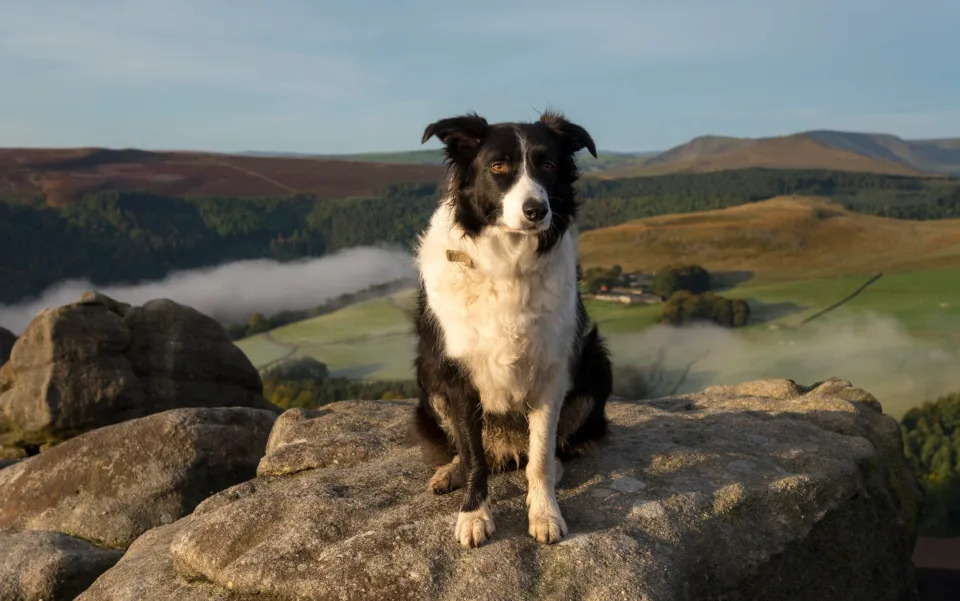 The Border Collie has long been considered the most intelligent breed of dog - R A Kearton