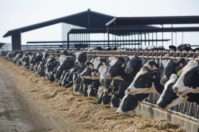 Holstein cows at Riverview Dairy in Pixley, California, on March 12, 2020. The liquid part of their manure is directed into a nearby anaerobic digester, which captures methane that would otherwise be emitted into the atmosphere.