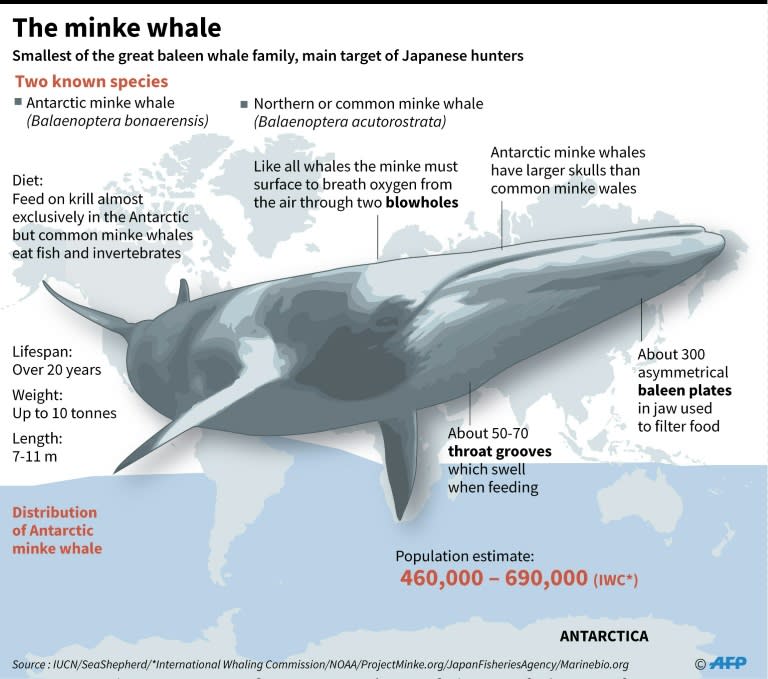 Factfile on minke whales, main target of Japanese hunters