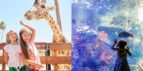 ¡Niños entrarán gratis! al San Diego Zoo, SeaWorld, Legoland y más durante todo octubre