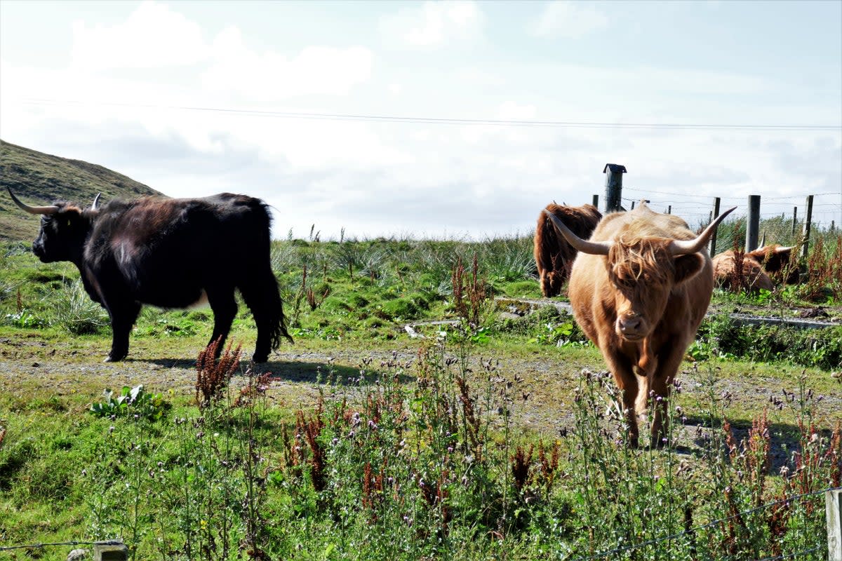 Spotted: Highland cows along the Hebridean Way (Amy McPherson)