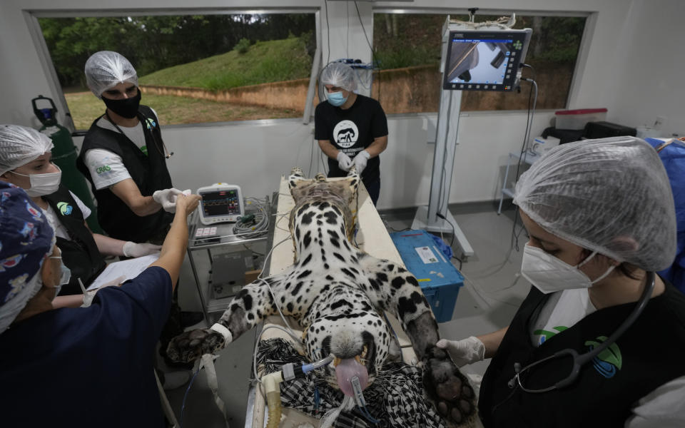 Veterinarians intubate a jaguar in preparation for an artificial insemination procedure at the Mata Ciliar Association conservation center, in Jundiai, Brazil, Thursday, Oct. 28, 2021. According to the environmental organization, the fertility program intends to develop a reproduction system to be tested on captive jaguars and later bring it to wild felines whose habitats are increasingly under threat from fires and deforestation. (AP Photo/Andre Penner)