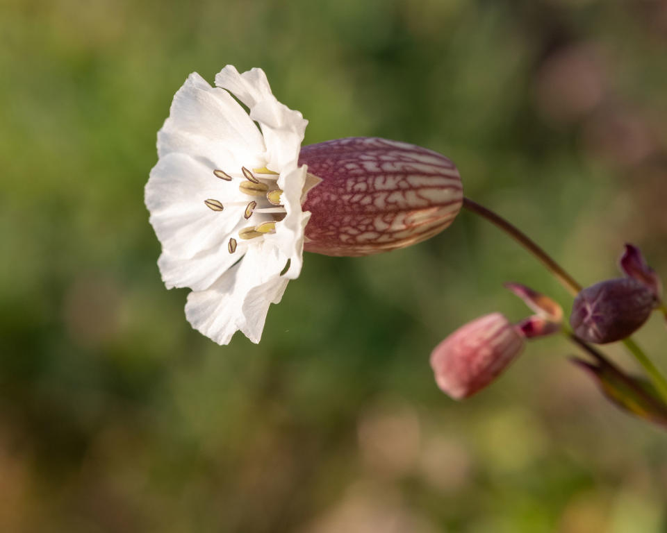 SEA CAMPION