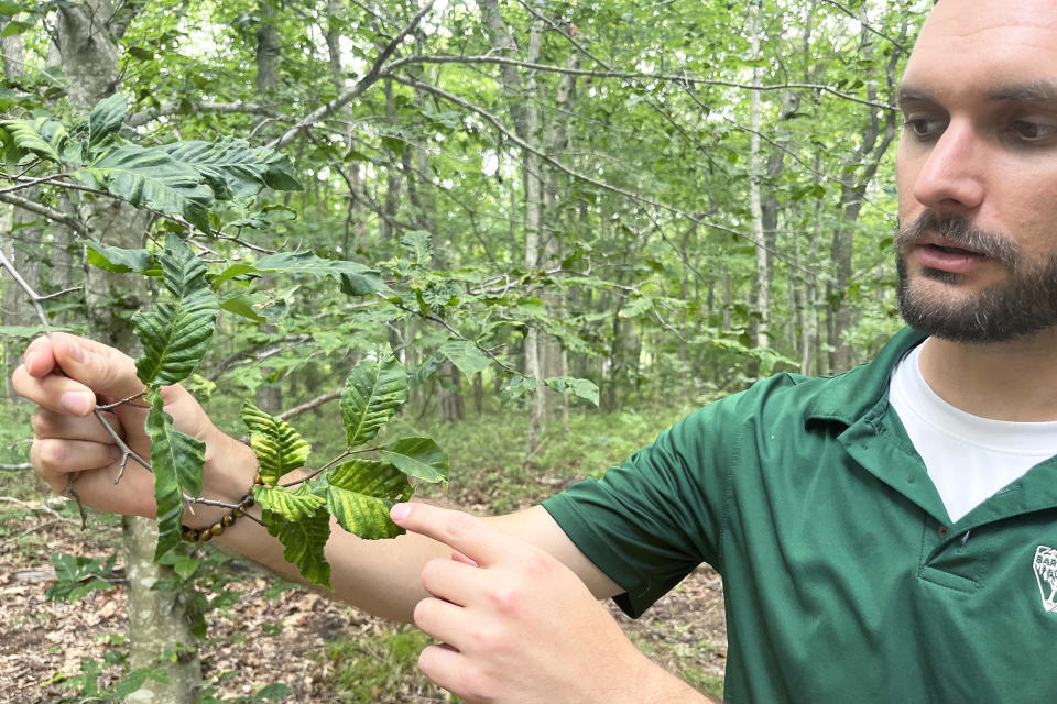 Matt Borden, a plant pathologist with Bartlett Tree Experts, looking at the leaves of a beech tree infected with beech leaf disease in Wildwood State Park in New York, on July 13, 2023. (Rich Schapiro / NBC News)